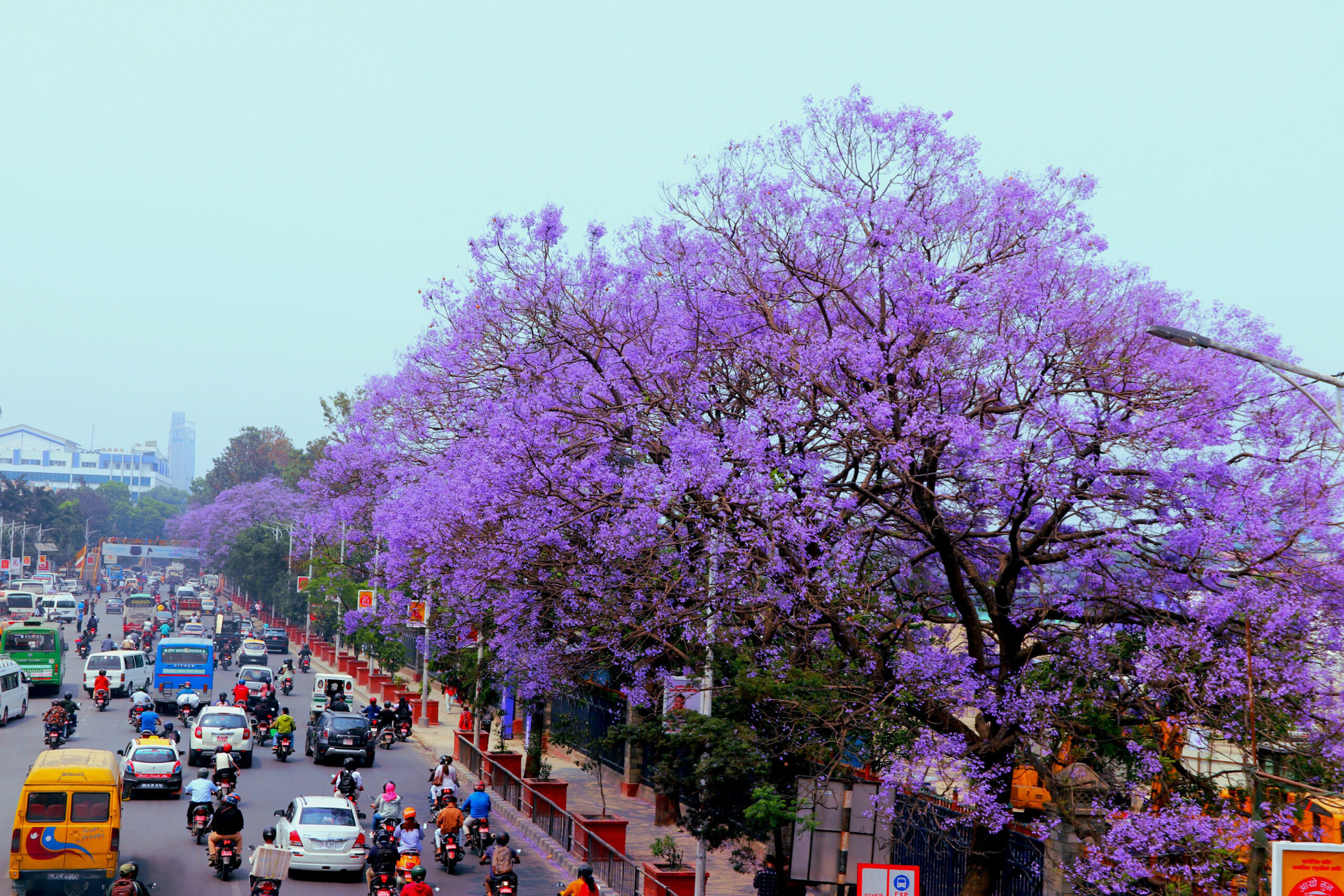 आउनुहोस् फुलसंग एकै छिन मन डुलाउँ