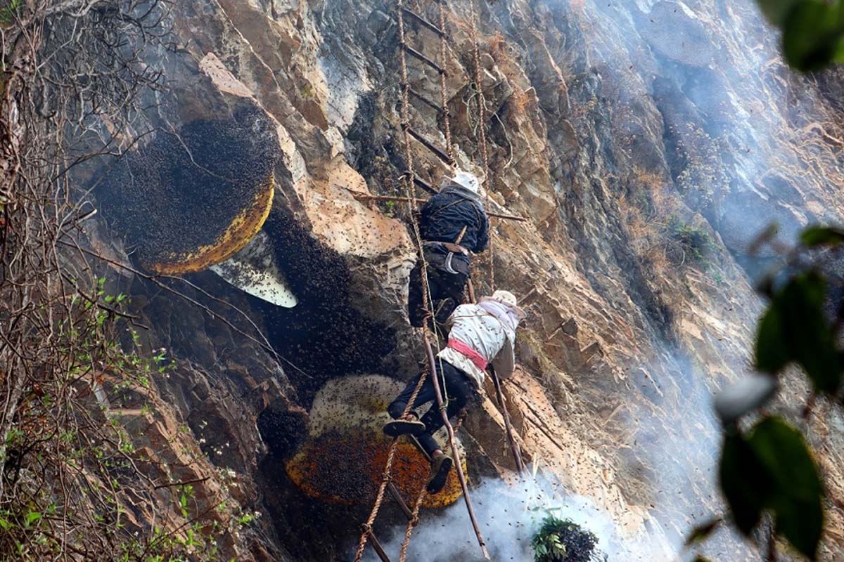 पितापुर्खाको सीप पछ्याउँदै अक्करे भिरमा मह सिकार