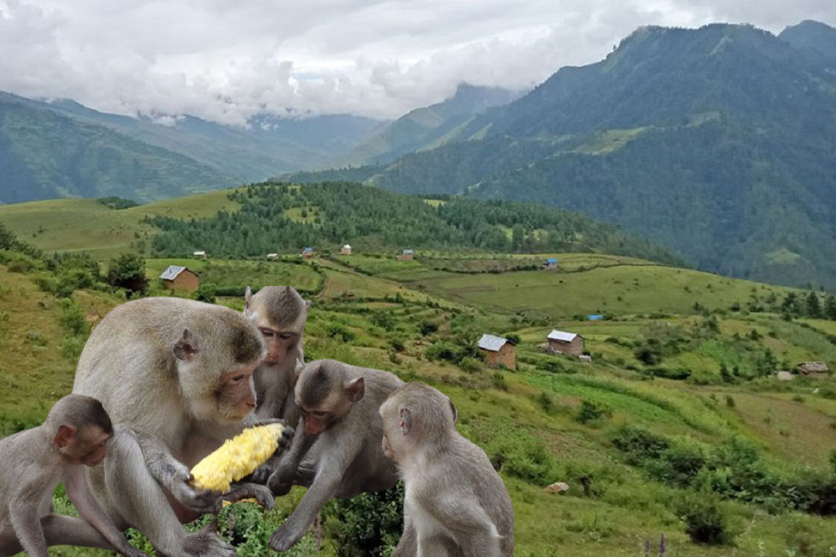 बाँदर धपाउन ३५ कर्मचारी राख्दा पनि पैयुँमा हिउँदे बाली लगाउन मुस्किल