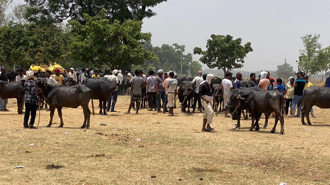 बक्र ईदमा राँगा र खसीको मूल्य उच्च