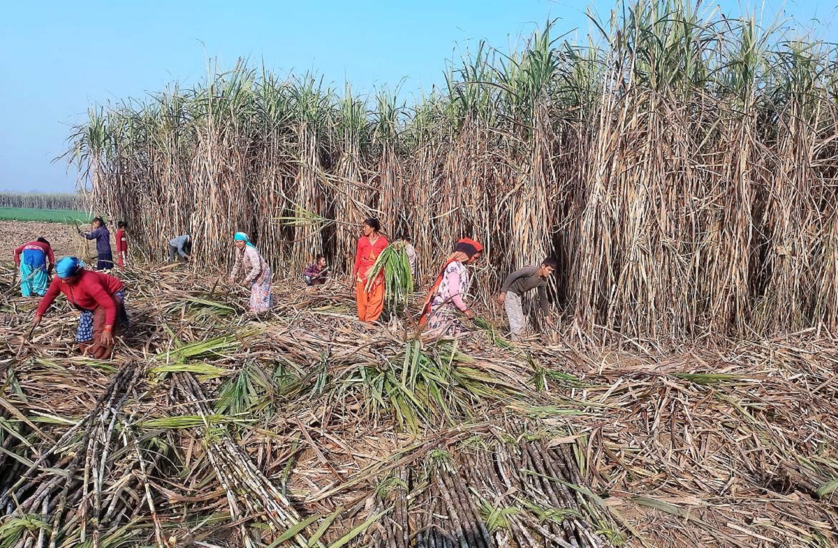 महोत्तरीका उखु किसानले पाए एक अर्ब ६१ करोड भुक्तानी