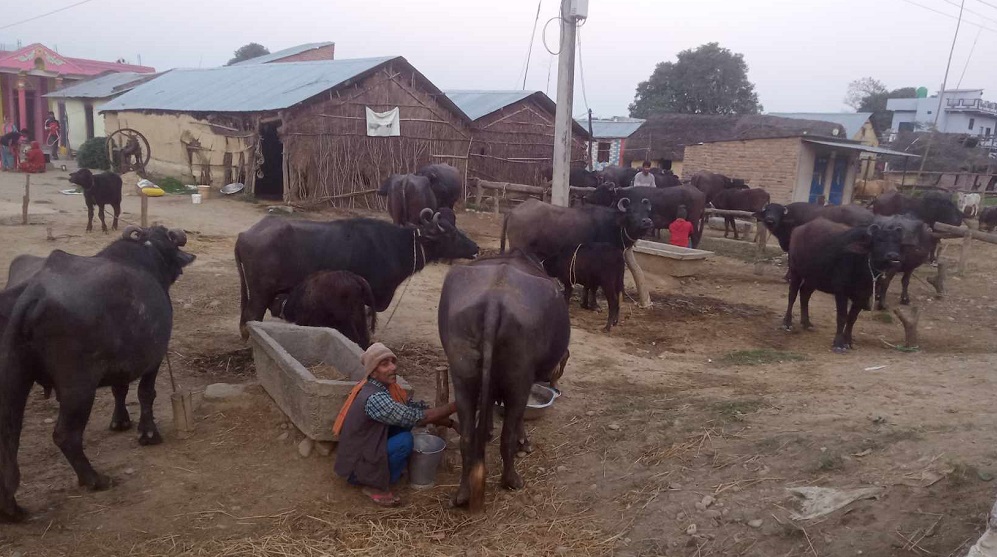 पाडाबाच्छी हुर्काउने किसानलाई रु ६० लाख अनुदान