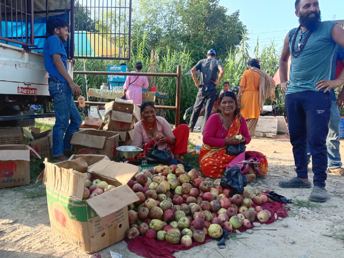 जुम्लामा स्याउ उत्पादन, कैलालीमा व्यापार