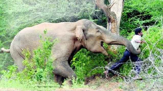 हात्तीको आक्रमणबाट माउतेको मृत्यु