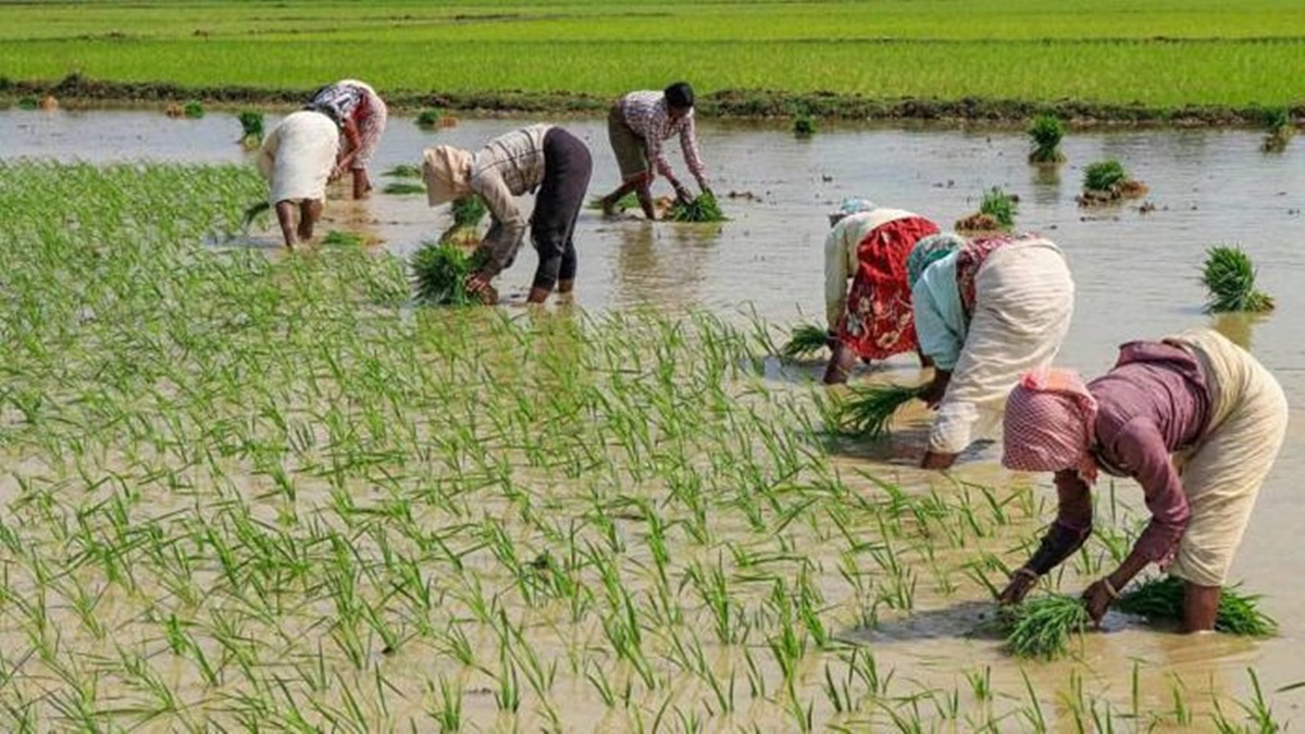 अमेरिकी कर नीतिको कारण अफ्रिकी किसान प्रभावित