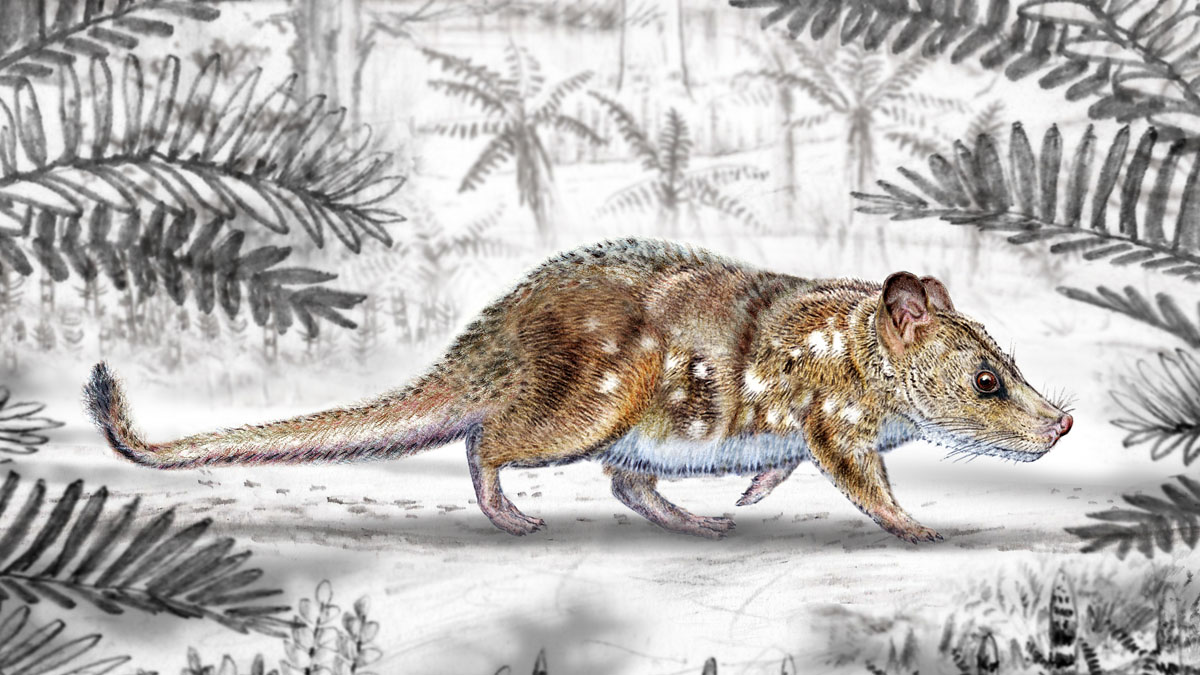 चिलीमा ७ करोड ४० लाख वर्ष पुरानो स्तनपायी जीवाश्म फेला