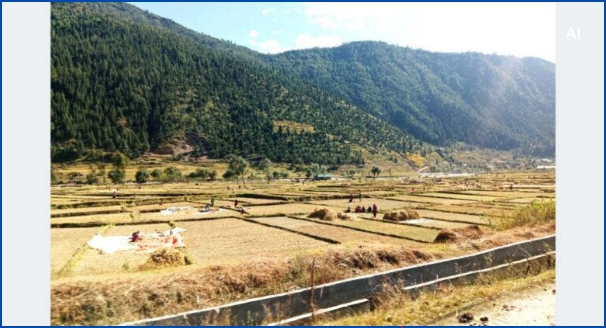 जुम्ली किसानलाई मार्सीधान काट्न भ्याइनभ्याइ