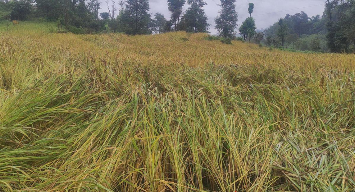 पाकेको धानबाली वर्षाले नष्ट, किसान चिन्तित