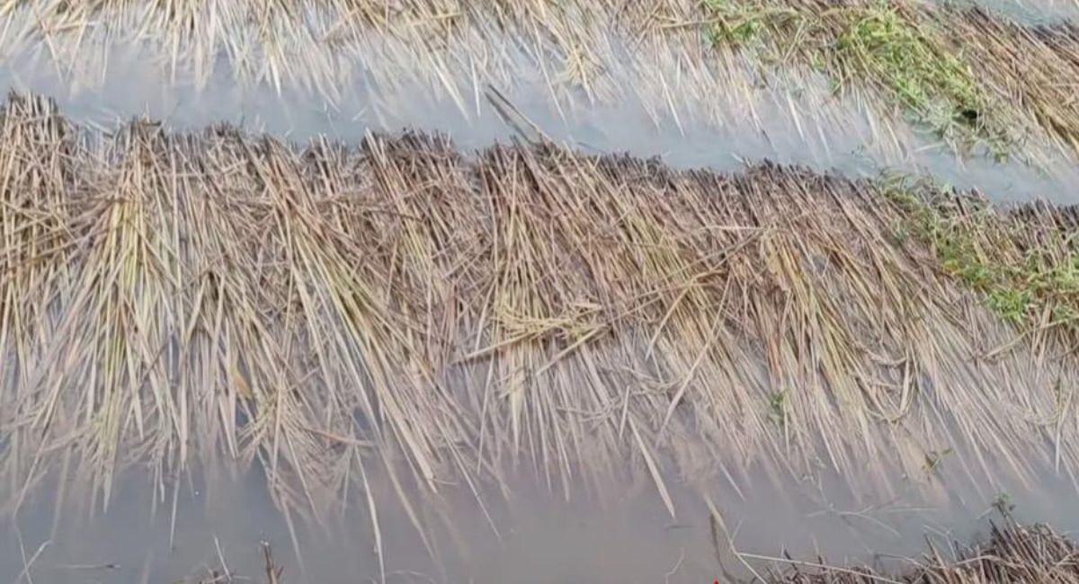 वर्षा र बाढीले रौतहटमा धानबाली नष्ट, किसान चिन्तित