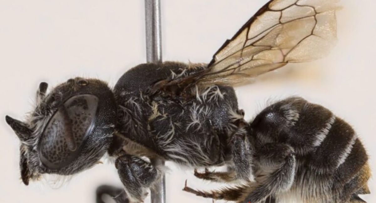 अस्ट्रेलियामा ‘लुसिफर’ मौरीको खोज