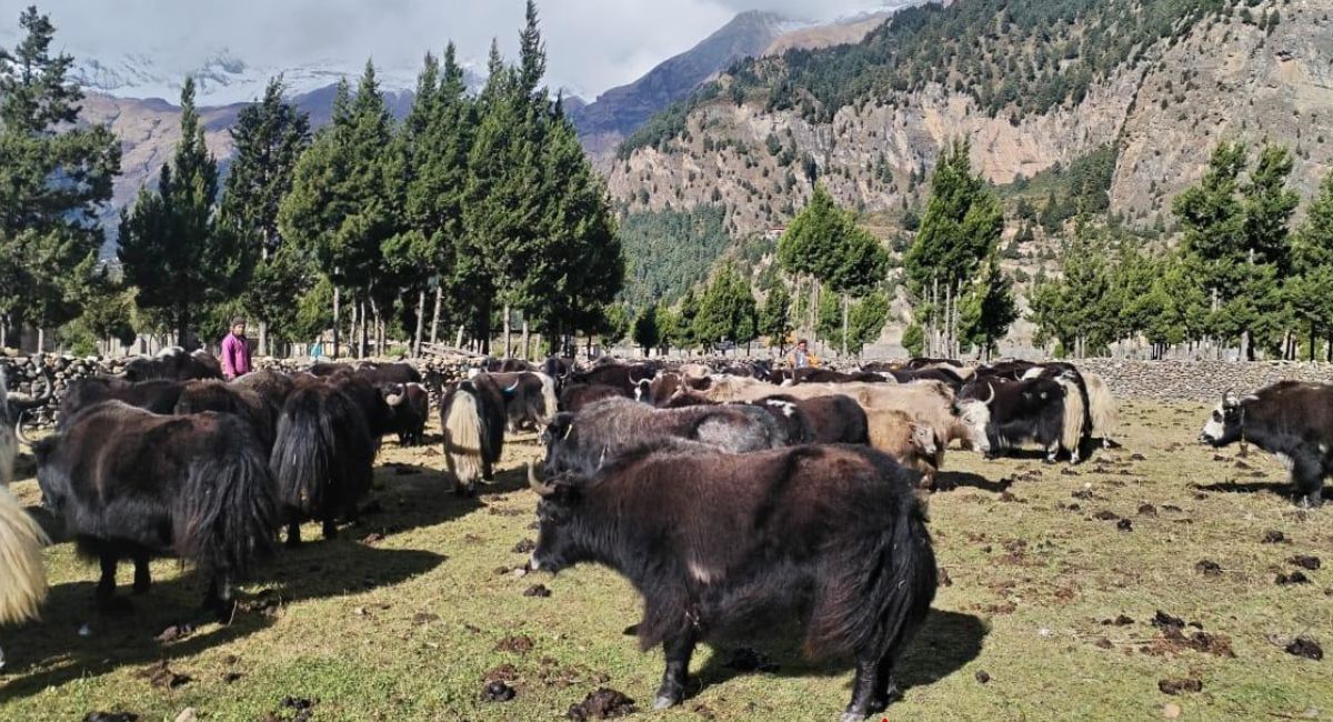 मुस्ताङमा हिमपातपछि याकचौँरी बेँसीमा झारिए