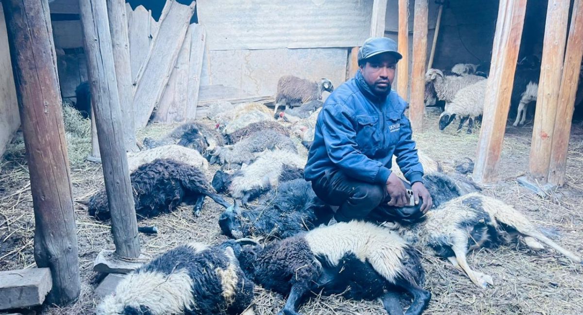 मुस्ताङमा हिउँ चितुवाको आक्रमणबाट १९ भेडाच्याङ्ग्राको मृत्यु