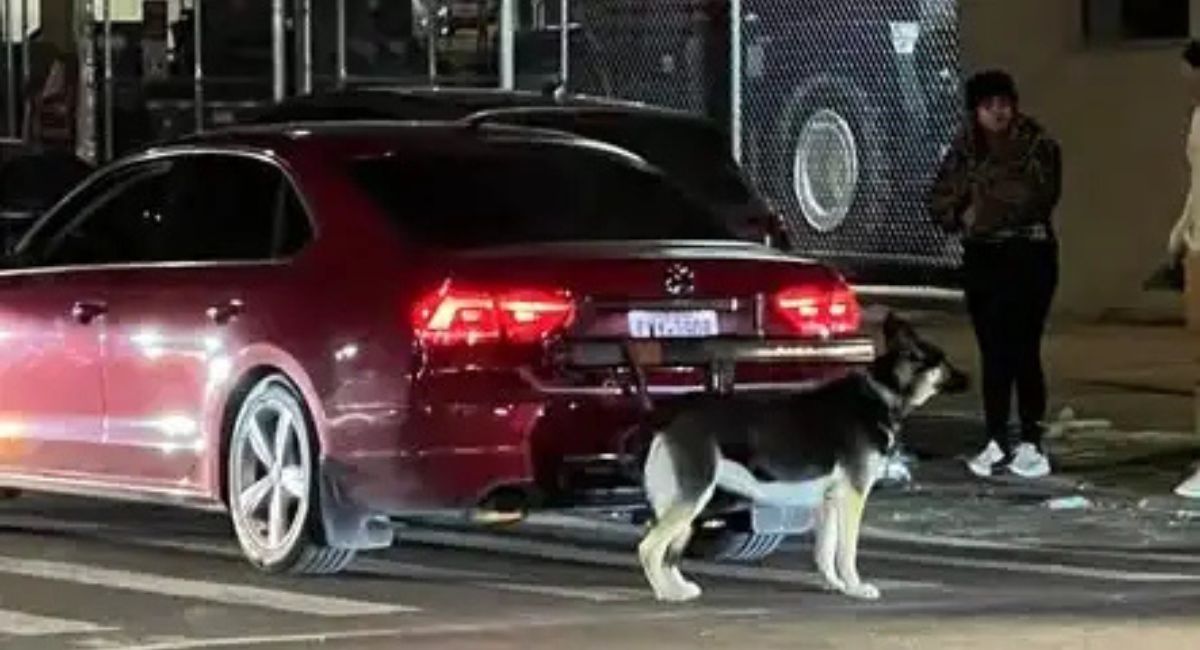 गाडी फोहोर हुने डरले कुकुरलाई पछाडि बाँधेर घिसार्ने न्युयोर्कका पुरुष पक्राउ