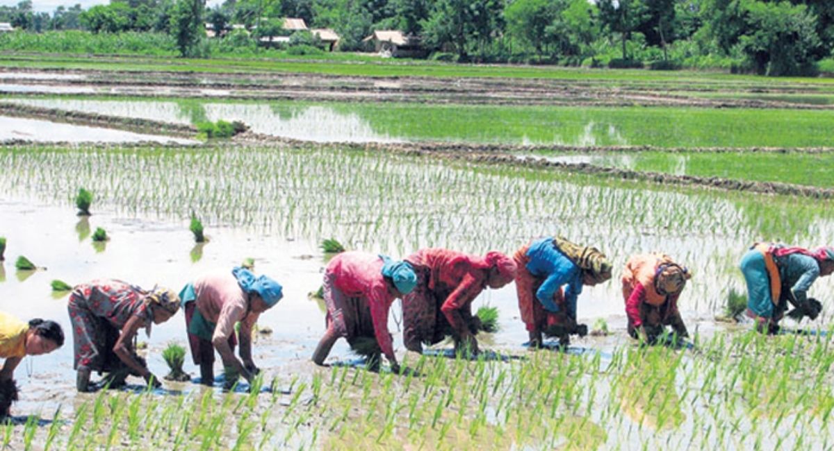 समयमै पानी पर्दा गोरखामा ५८ प्रतिशत रोपाइँ सकियो