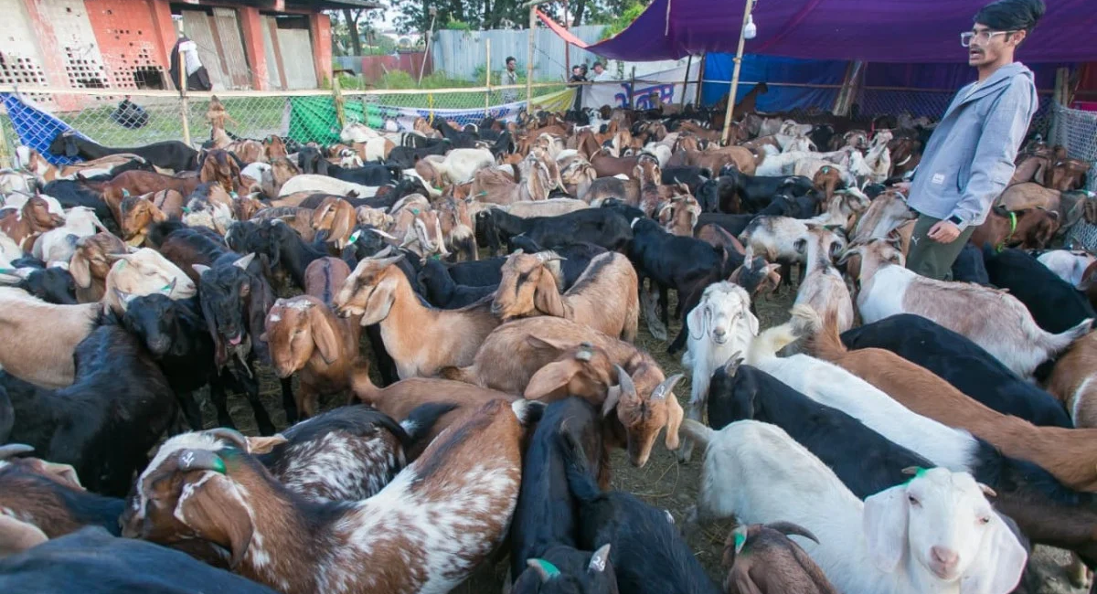 चितवनमा दसैँमा ३० करोडभन्दा बढीको खसी व्यापार